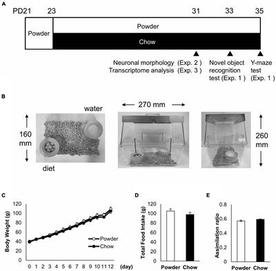 Mastication stimuli enhance the learning ability of weaning-stage rats, altering the hippocampal neuron transcriptome and micromorphology